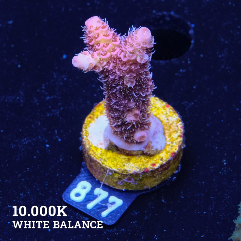 Acropora Millepora 'Pink Rainbow'