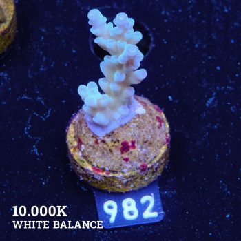 Acropora 'Blue Pastel Fiji'