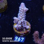 Acropora Tenuis 'Pastel'