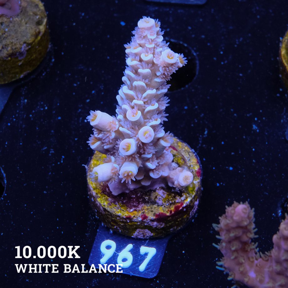 Acropora Tenuis 'Pastel'