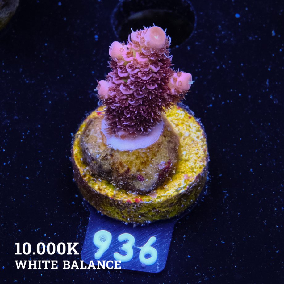 Acropora Millepora 'Pink Rainbow'