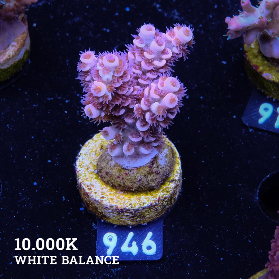 Acropora Tenuis 'Pink'