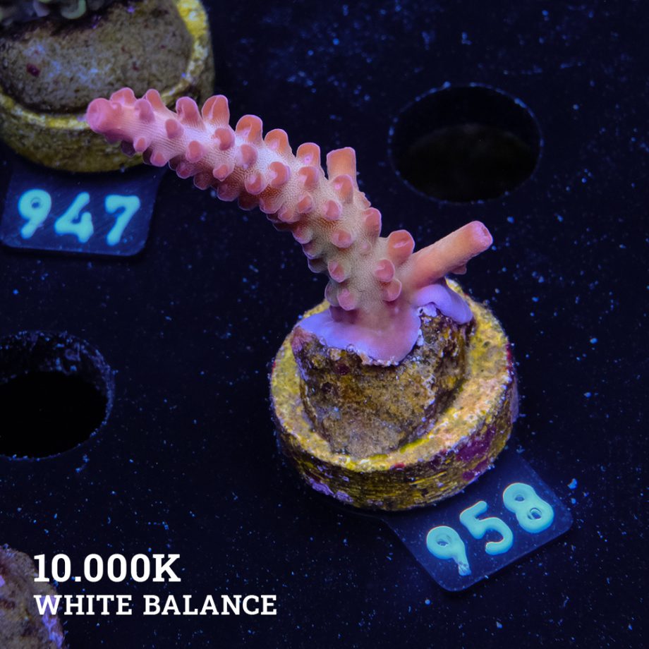 TK Ultra Stag
