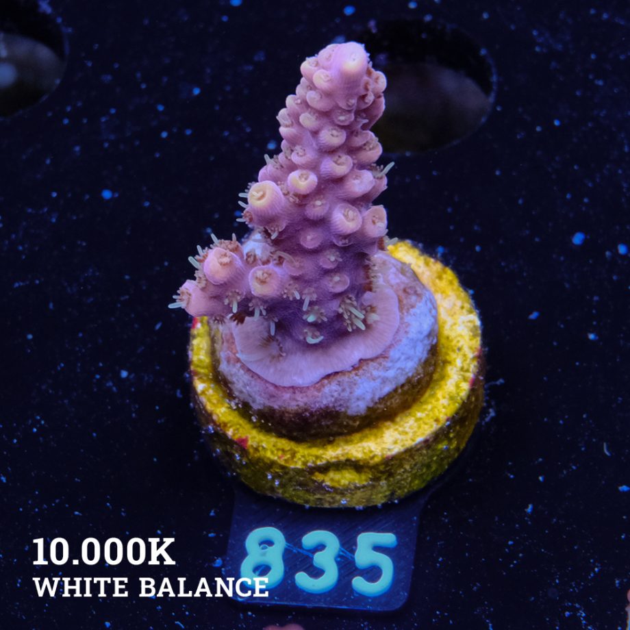 Acropora 'Rose & Yellow'