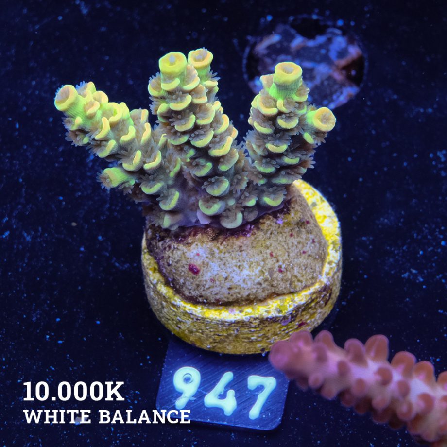 Acropora Tenuis 'Yellow'