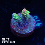 Acropora Microklados 'SSC'