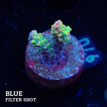 Acropora Microklados 'SSC'