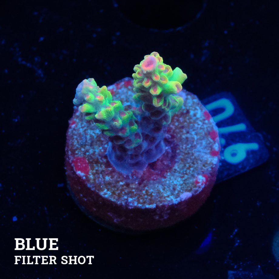 Acropora Microklados 'SSC'