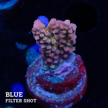 Acropora Confetti