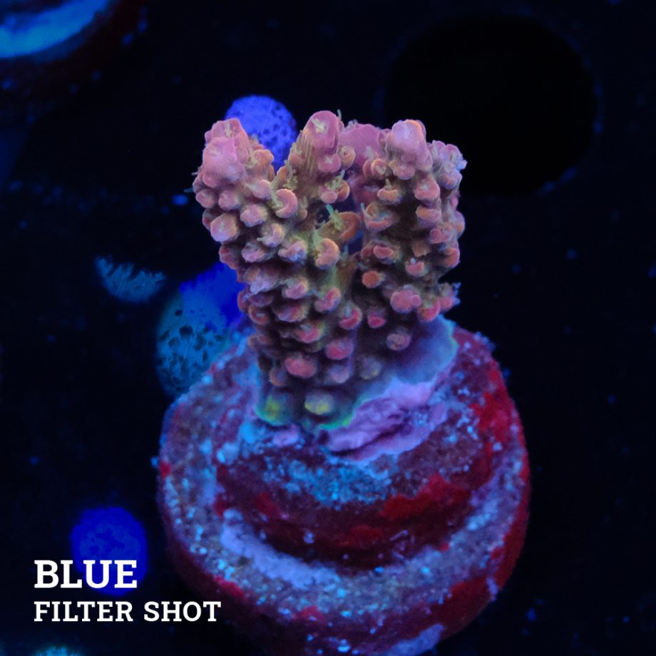Acropora Confetti