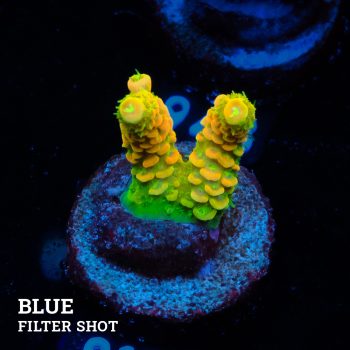 Acropora Millepora 'Solar Flare'