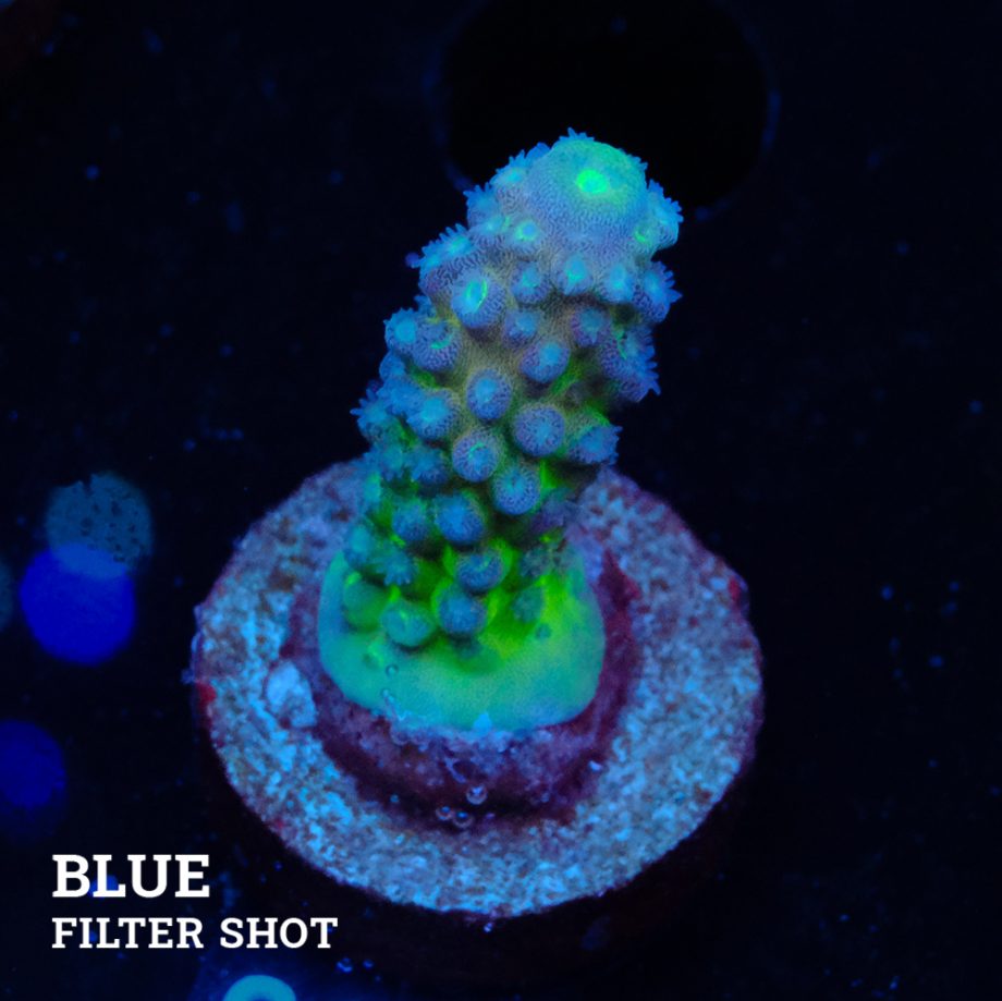 Acropora Gimmifera