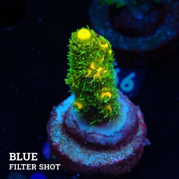 Acropora Millepora 'Yellow & Green'