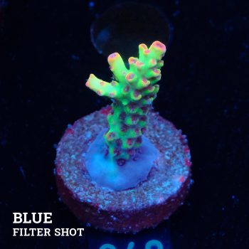 Acropora Microklados 'SSC'