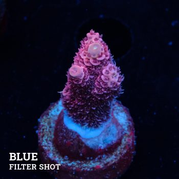 Acropora Millepora 'Pink'