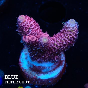 Acropora Millepora 'Pink'