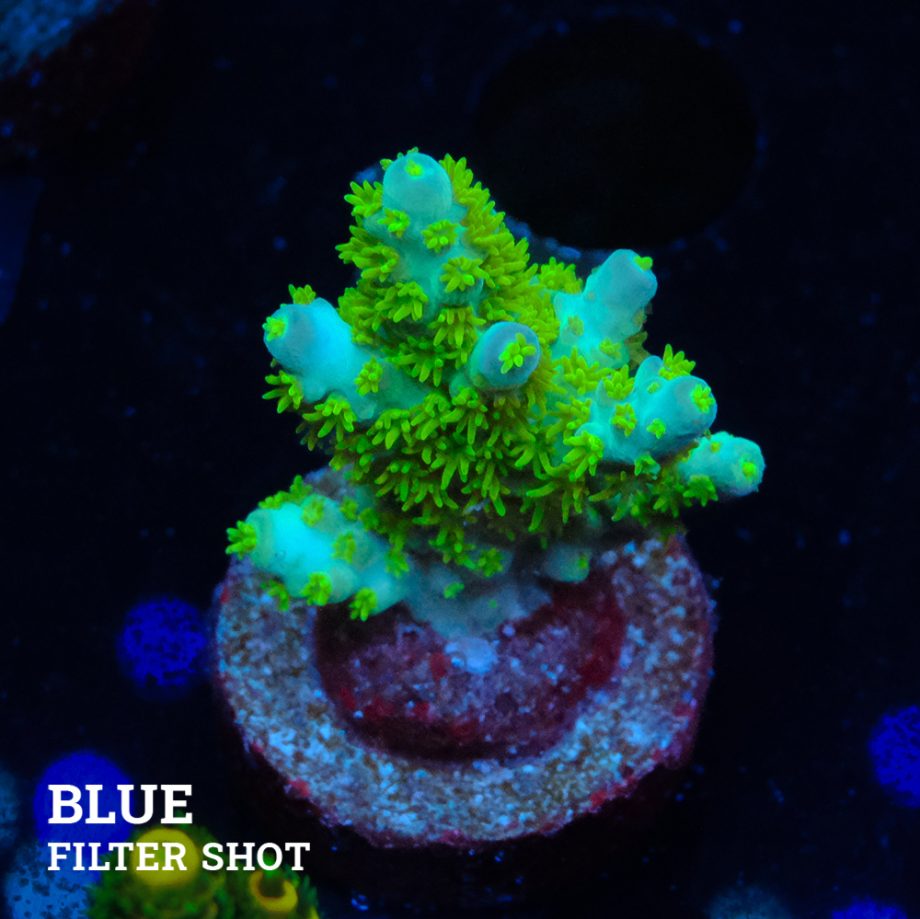 Acropora Mirabellis
