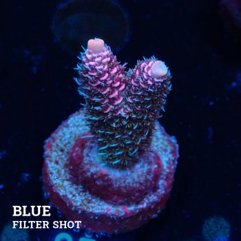 Acropora Millepora 'Pink'