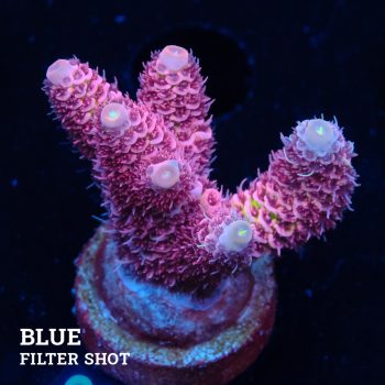 Acropora Millepora 'Pink'