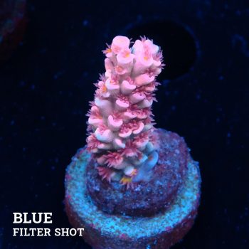 Acropora Tenuis 'Pink'