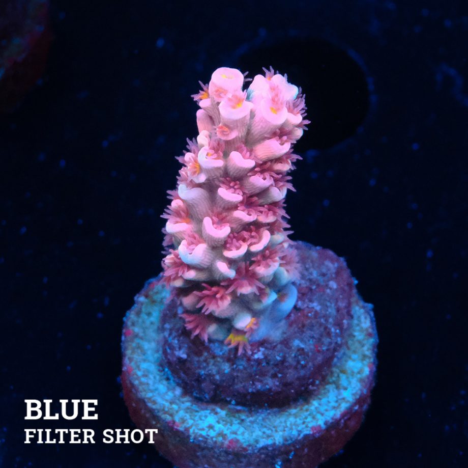 Acropora Tenuis 'Pink'