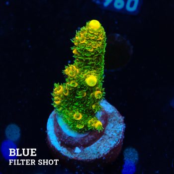 Acropora Millepora 'Yellow & Green'