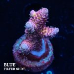 Acropora Millepora 'Pink Rainbow'