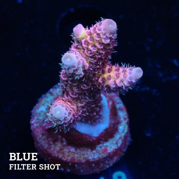 Acropora Millepora 'Pink Rainbow'