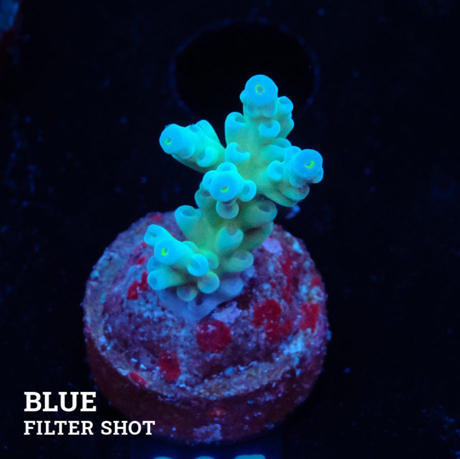 Acropora 'Blue Pastel Fiji'