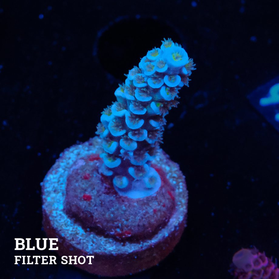 Acropora Tenuis 'Blue'