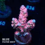 Acropora Tenuis 'Pink'