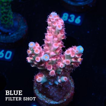 Acropora Tenuis 'Pink'