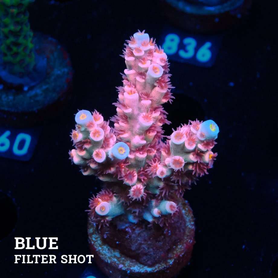 Acropora Tenuis 'Pink'