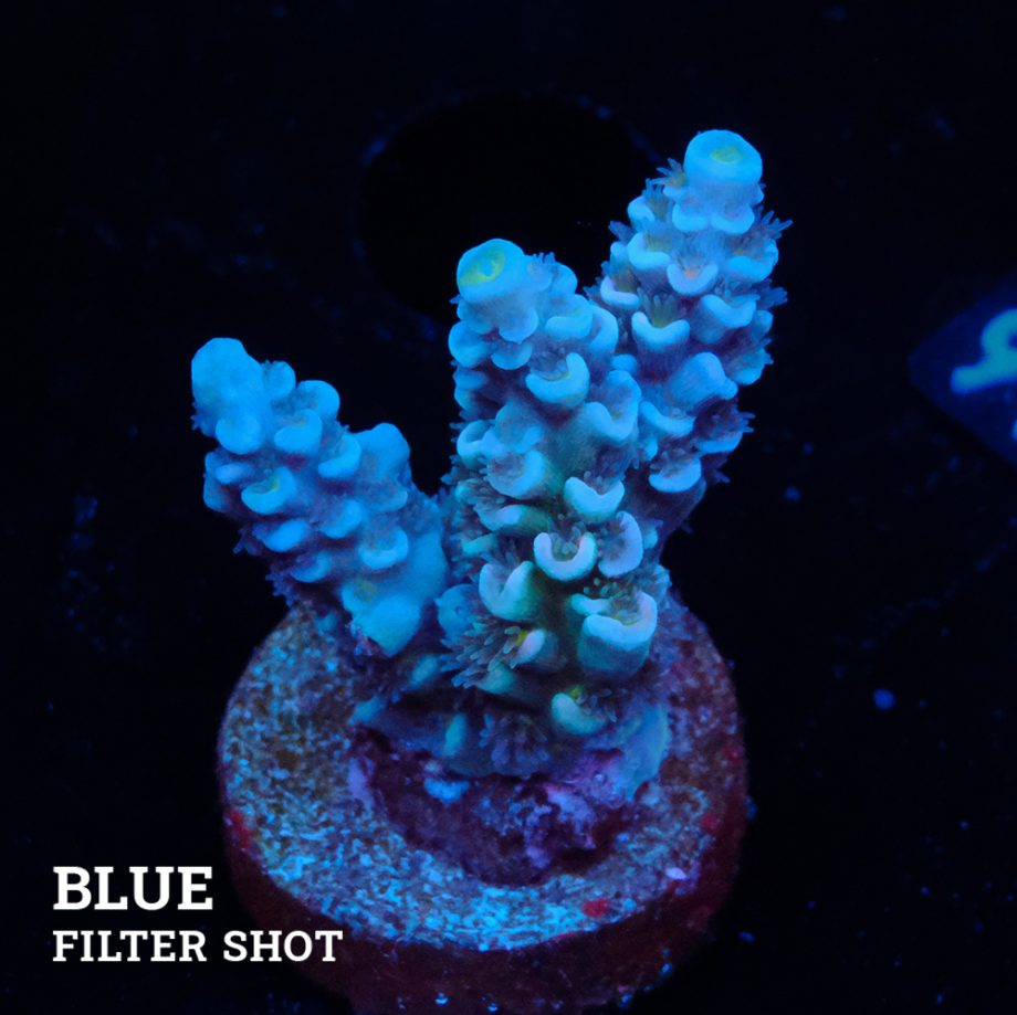 Acropora Tenuis 'Blue'