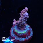 Acropora Confetti
