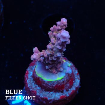 Acropora Confetti