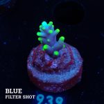 Acropora Carduus 'Mrs Miyagi'