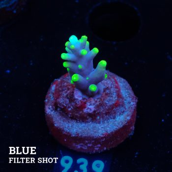 Acropora Carduus 'Mrs Miyagi'