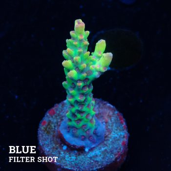 Acropora Microklados 'SSC'