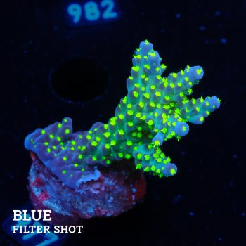 Acropora 'Tricolor'