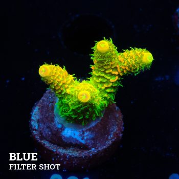 Acropora Millepora 'Solar Flare'