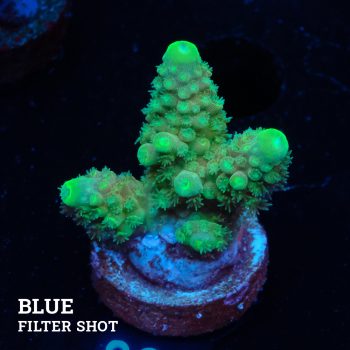 Acropora Gimmifera