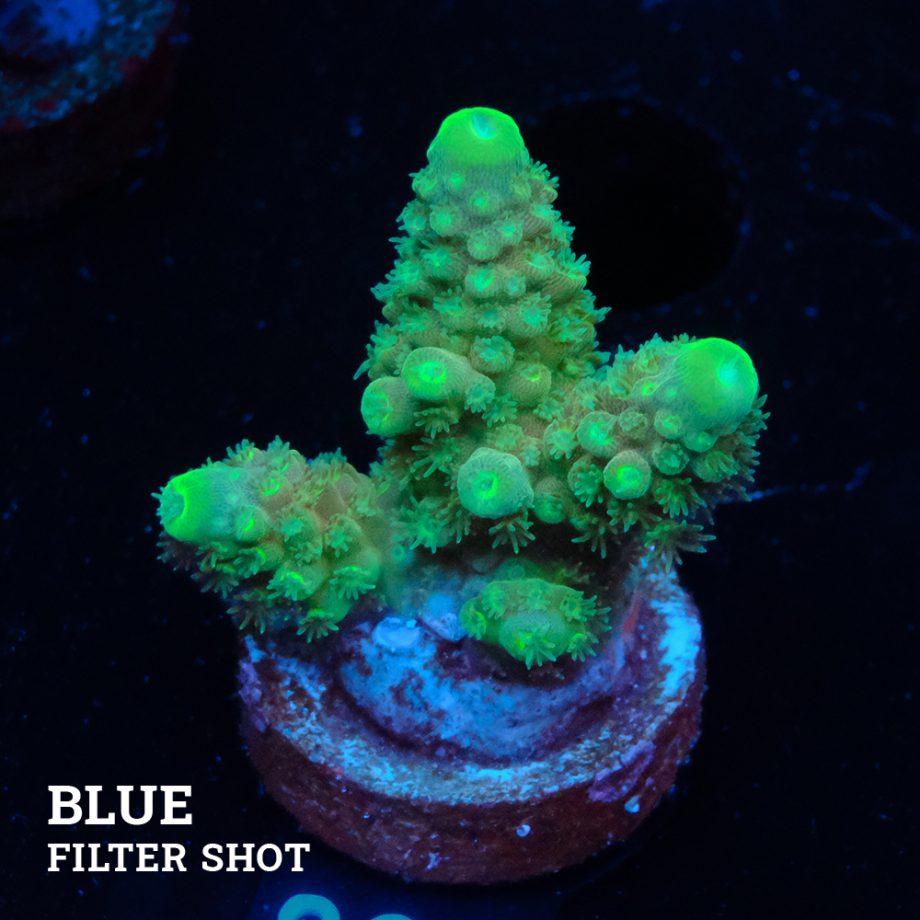 Acropora Gimmifera