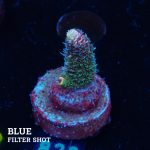 Acropora Millepora 'Rainbow'