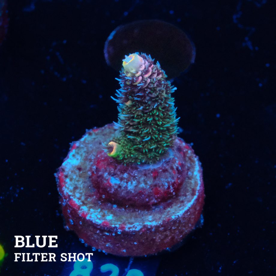 Acropora Millepora 'Rainbow'