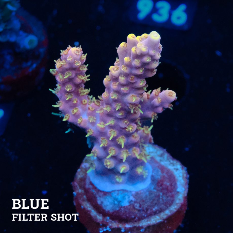 Acropora 'Rose & Yellow'