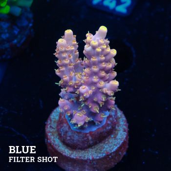 Acropora 'Rose & Yellow'