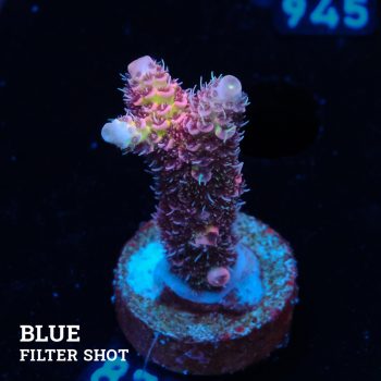 Acropora Millepora 'Pink Rainbow'