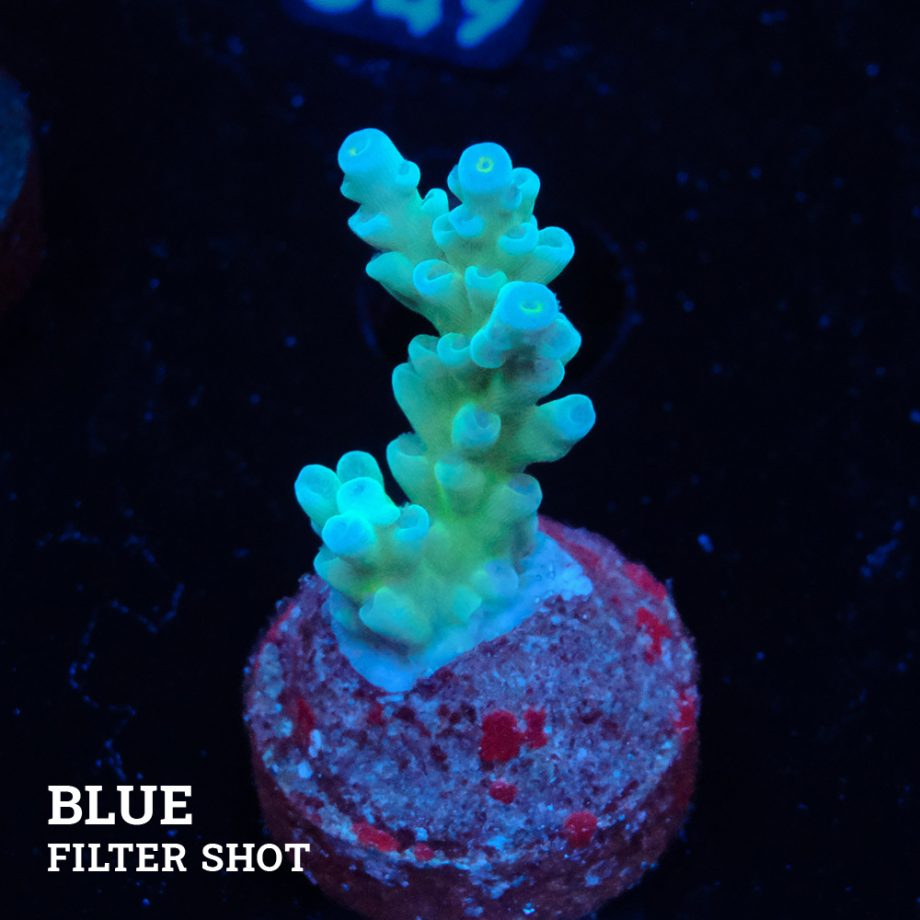 Acropora 'Blue Pastel Fiji'