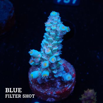 Acropora Tenuis 'Pastel'